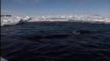 Group Of Minke Whales Swim And Spout In Hole In Ice
