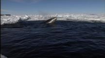 Group Of Minke Whales Swim And Spout In Hole In Ice