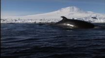 Group Of Minke Whales Swim And Spout With Mt. Erebus In Background