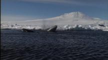 Group Of Minke Whales Surface And Spout With Mt. Erebus In Background