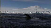Group Of Minke Whales Surface And Spout With Mt. Erebus In Background