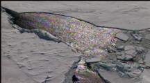 Minke Whales Surface In Small Hole In Ice