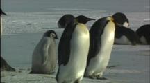 Emperor Penguin Chick Follows Adult