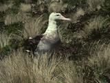 Mws Wandering Albatross Chick Walks Through Tussock Grass