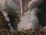 Xcu Albatross Chick Nestles Under Parent's Belly,