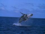 Humpback Whale Breaches Powerfully Much Spray