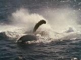 Humpback Whale Breaches Powerfully Much Spray