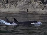 Two Orcas Surface, Dorsal Fins Carving Through Water, Submerge