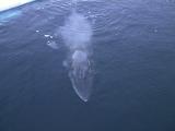 Minke Whale Spy-Hopping At  Large Ice-Hole In Channel