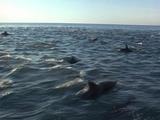 Large School Dusky Dolphins Playful Frenzy
