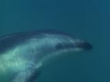 Dusky Dolphin Swims Past Camera