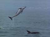 Dusky Dolphin Leaps From Water And Twists In Air Crash Lands