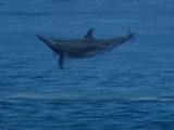 Spinner Dolphin Leaps Twice Full Body Spinning Out Of Water
