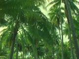Tree Trunks, Inside Coconut Palm Grove