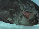 Weddell Seal Pup Lies On Ice, Scratches Flippers, Yawns, Watchful Raises Head, Pan Along Mum's Spotted Coat To Sleeping Face