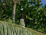 Brown Booby On Lookout From Perch In Palm Tree