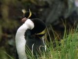 Erect Crested Penguin With Beak Tucked Under Wing, Appears To Sleep