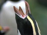 Erect Crested Penguins