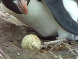 Erect Crested Penguin Tends Single Egg