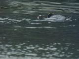Erect Crested Penguins Flap About In Kelp On Sea Surface