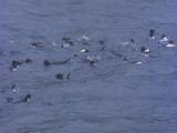 Erect Crested Penguin Flotilla On Sea