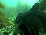 Port Jackson Shark Rear View Gills Moving As It Rests On Sea Floor