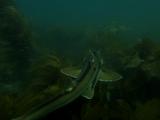 Camera Follows Port Jackson Shark Swimming Thru Rocks And Kelp, Camoflage Markings Obvious