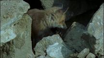 Red Fox Cubs At Den Entrance Amongst Large Boulders