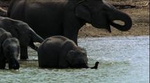 Asian Elephant Herd At Water Hole