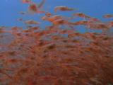 Swarm Of Red Krill (Munida)