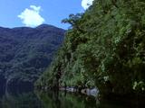 Lush Forest Overhanging Fiord Waters