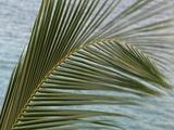 Palm Leaves Cus - Stark Straight Shapes Against Grey Sky