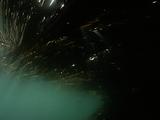 Rays Of Sun Beam Through Kelp 