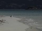 Seagull On Beach Next To Gently Lapping Waves