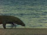 Komodo Dragon Walking On Beach 