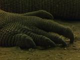 Komodo Dragon Foot And Claws