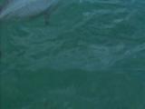 Hector's Dolphin, (Cephalorhynchus Hectori) Swimming At Surface, Smallest Dolphin