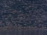 Full Screen Of Flock Waders, Mostly Dunlin (Calidris Alpina) Wheeling And Landing And Flying Off Again