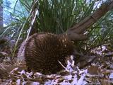 Short Nosed Echidna Sniffing The Air