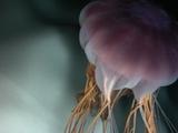 Purple Jellyfish Swims Up And Past Camera. Ice In Bg