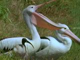 Australasian Pelicans Sitting On Grass, Mouths Opening, Calling, Smaller Bird Alongside