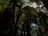 Tree Trunks Pine Plantation Interior, Sun Shining Thru Canopy