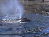 Orca Breaches Gently, Dorsal Fin Slices Through Water