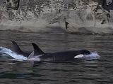 Orca Pod Breach Gently 