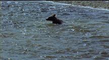Brown Bear Wading Through Big School Of Flapping Fish