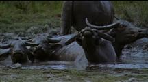 Water Buffalo Herd Wallowing, Ears Flapping