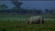 Indian Rhino Grazing In Thick Grass