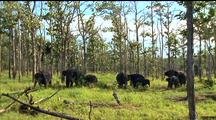 Asian Elephant Herd In Woods, Trunks Swinging