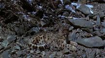 Tilt Down To Snow Leopard Lying On Rocks, Turns To Camera