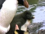 Erect Crested Penguin With Chick At Waters Edge